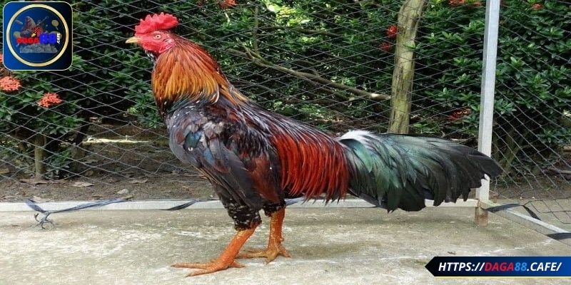 Dáng chân và tư thế đứng trong cách xem chân gà đá