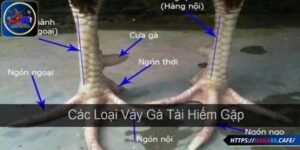Những loại vảy gà đá tốt thường gặp