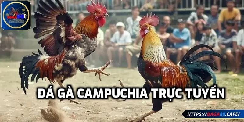 Loại hình đá gà đang được yêu thích