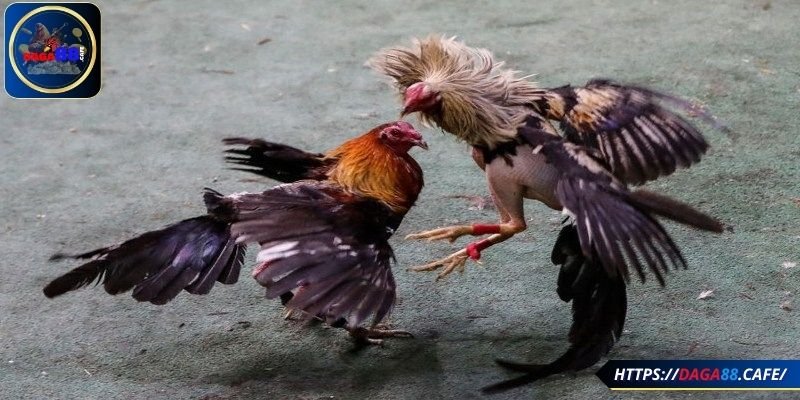 Học hỏi kinh nghiệm từ cao thủ