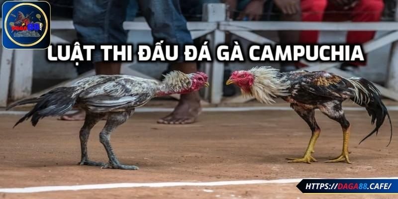 Phổ biến luật chơi đá gà Campuchia tại DAGA88