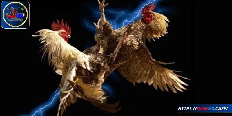 Nghiên cứu trận đấu tại DAGA88 thật kỹ