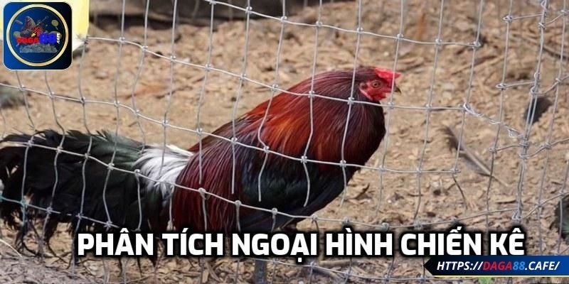Đánh giá thể hình và ngoại hình chiến kê