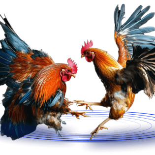 đá gà cựa sắt