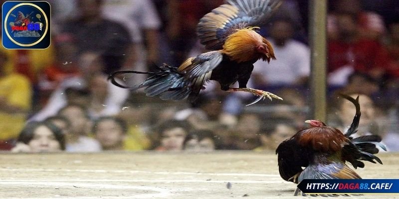 Các loại cựa đa dạng giúp tăng sức tấn công