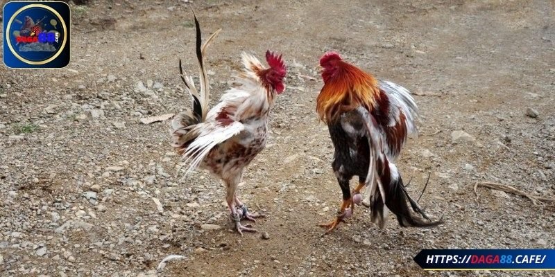 Cách xác định chiến kê tham gia