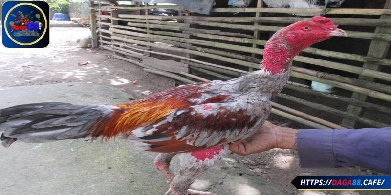 Chọn chiến kê chất lượng, mạnh khỏe, nhanh nhẹn