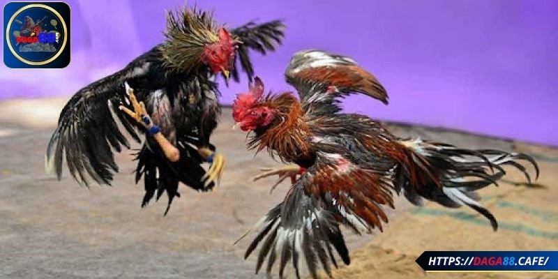 Chọn gà chiến có chất lượng cao