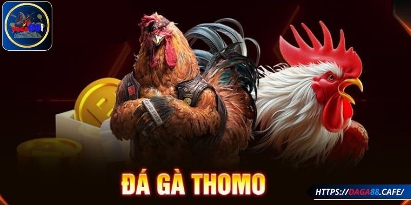 Quy định cơ bản trong đá gà Thomo