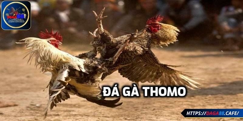 Thông tin về đá gà Thomo 