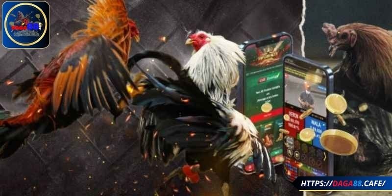 Coi đá gà trực tiếp có ưu điểm gì?