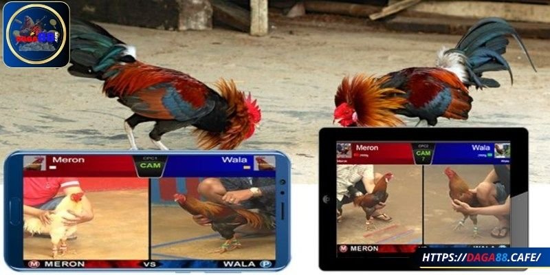 Quan sát chiến kê trước khi cược