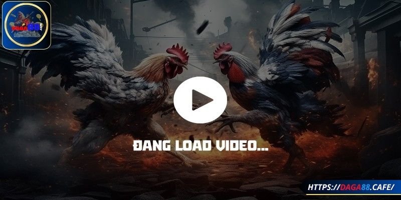 Tổng quan về đá gà trực tiếp