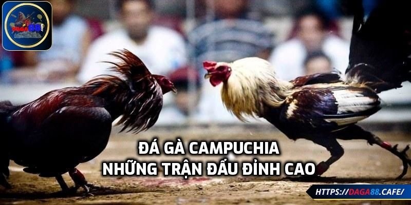 Chọi kê Campuchia xanh chín