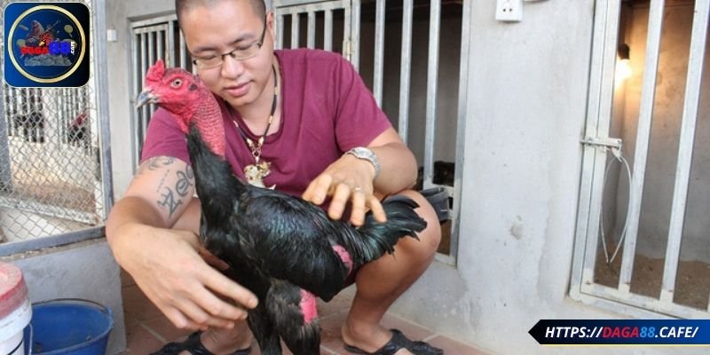 Giống gà này có thân hình to lớn