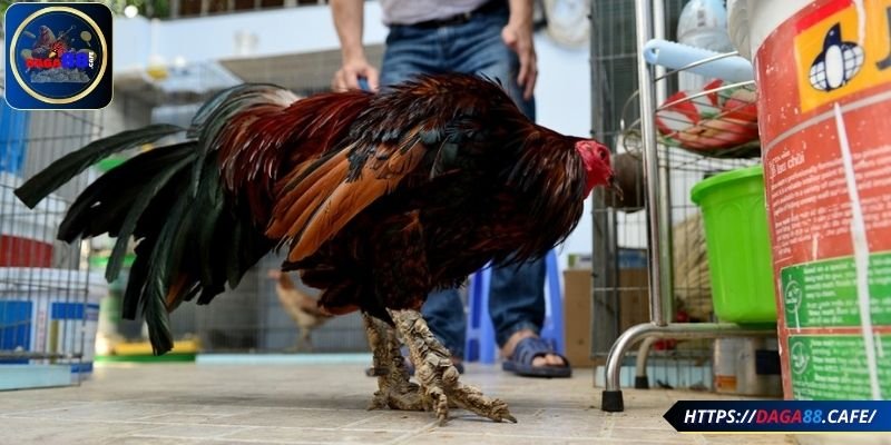 Gà vảy rồng và những thông tin liên quan