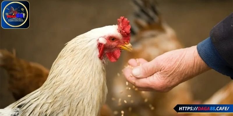 Các loại thuốc cho gà phổ biến và cách sử dụng hiệu quả