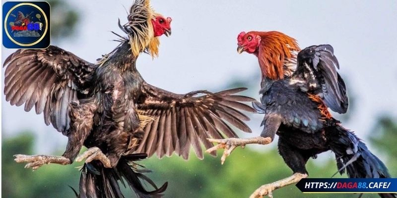 Cải thiện tốc độ phản xạ và khả năng né đòn