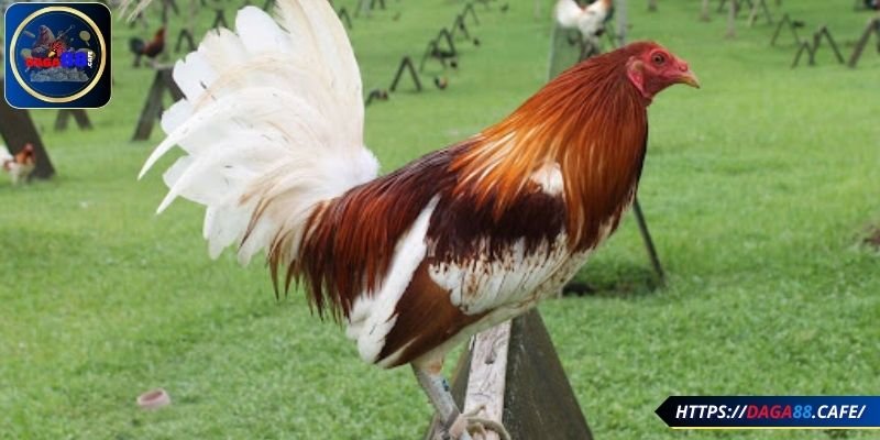 Giúp chiến kê tăng cường thể lực và sức bền