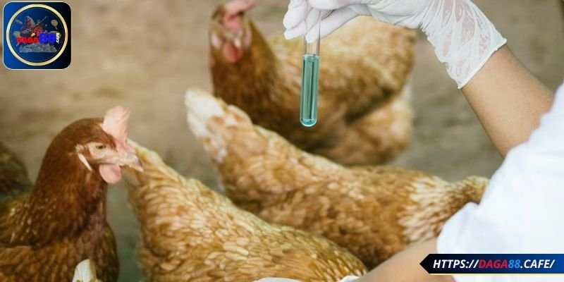 Hạn chế lạm dụng thuốc cho gà