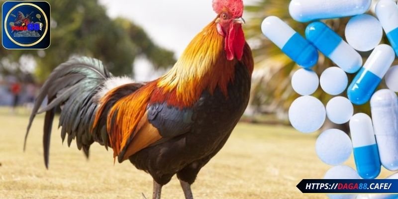 Lợi ích của thuốc cho gà đá trong quá trình thi đấu