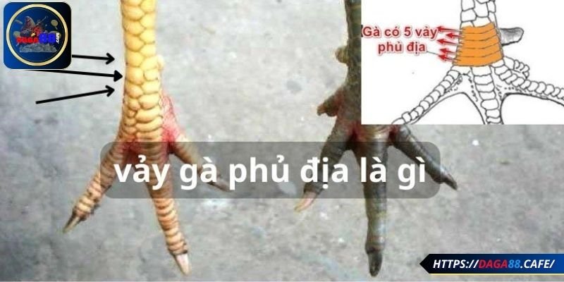 Tìm hiểu vảy phủ địa